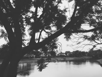 Silhouette trees by lake against sky