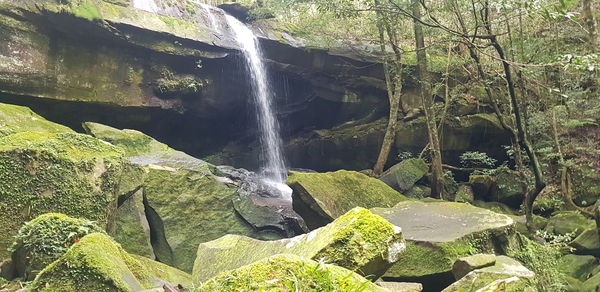 Scenic view of waterfall in forest