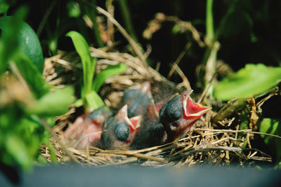 Close-up of birds in nest