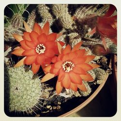 Close-up of red flowers