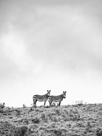 Zebras standing on mountain against sky