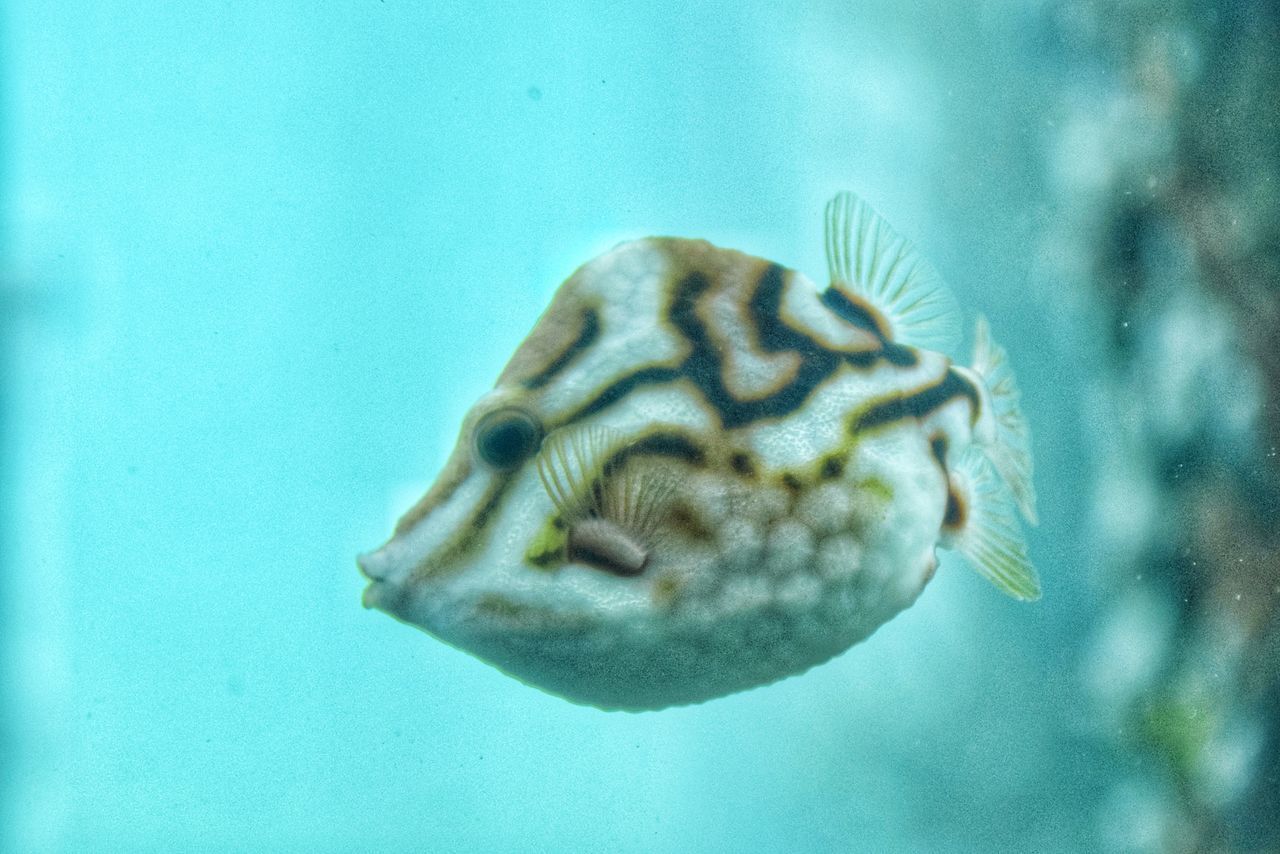 CLOSE-UP OF FISH UNDERWATER