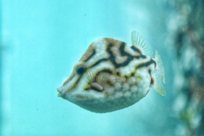 Close-up of fish swimming in sea