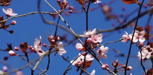 Low angle view of flower tree against sky