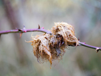 Close-up of dried plant hanging on twig