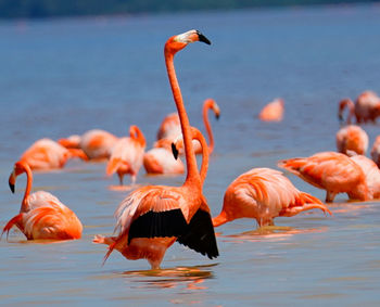 flamingo