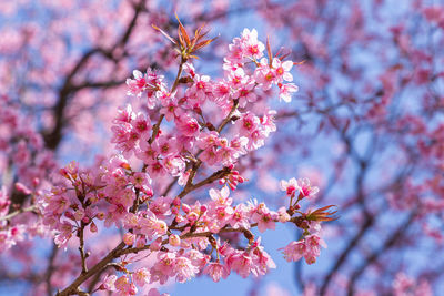 Low angle view of cherry blossom