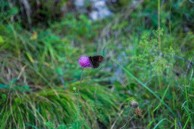 Close-up of purple flower on field