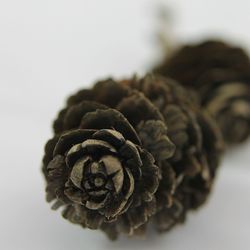 Close-up of pine cones on table