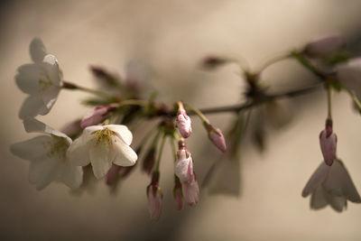 Close-up of white flowers on branch