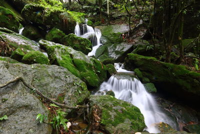 Scenic view of waterfall in forest