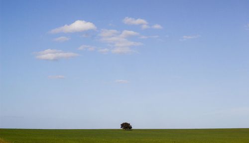 Horse on field against sky