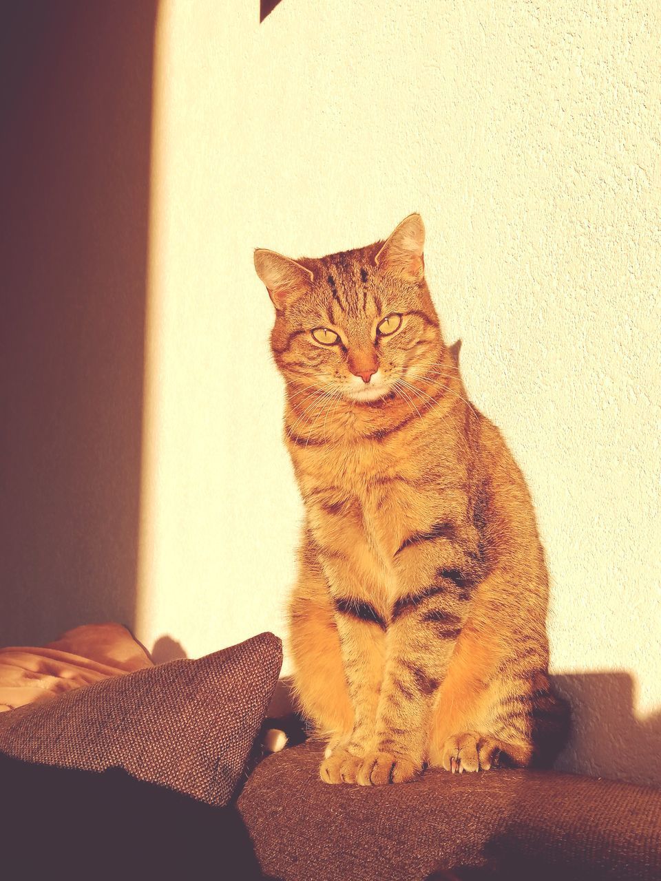 LOW SECTION OF A CAT SITTING AGAINST WALL