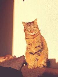 Cat sitting on wall at home