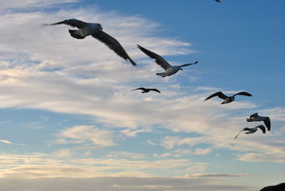 Low angle view of birds flying in sky