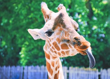 Close-up of giraffe against blurred trees