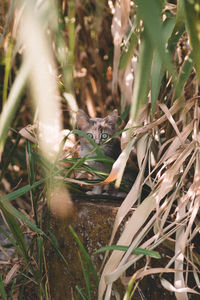 High angle portrait of cat amidst grasses