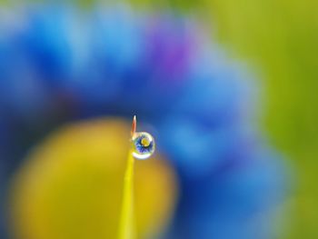 Close-up of water drop on leaf