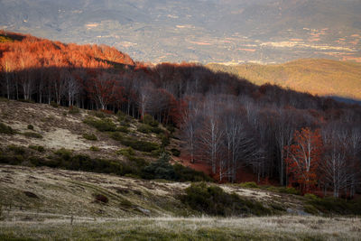 Scenic view of field against sky during autumn