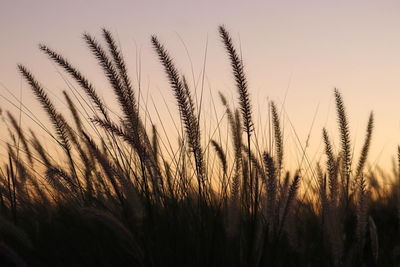 Close-up of stalks in field against sunset sky