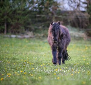 View of a horse on field