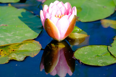 Close-up of water lily in pond