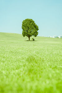 Tree on land against sky