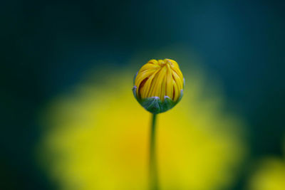 Close-up of yellow flower