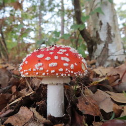 Close-up of red mushroom growing in forest