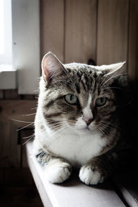 Close-up portrait of a cat at home