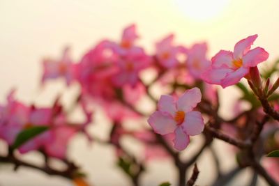 Close-up of pink flowers