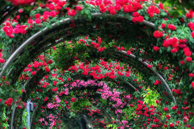 View of flowering plants in garden