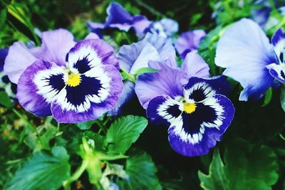 Close-up of purple flower