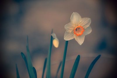 Close-up of flower blooming outdoors