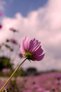 Close-up of pink cosmos flower