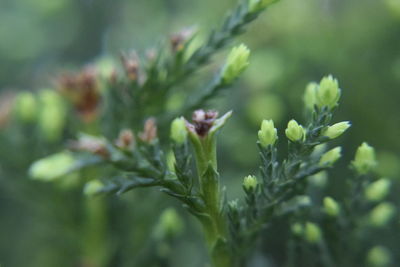 Close-up of flowering plant