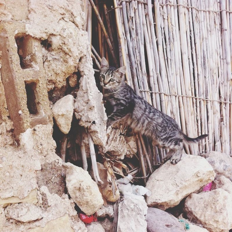 animal themes, one animal, animals in the wild, wildlife, mammal, full length, rock - object, bird, sitting, zoology, relaxation, side view, outdoors, day, zoo, nature, no people, domestic cat, looking away, perching