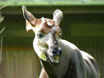 Braying donkey in sunlight