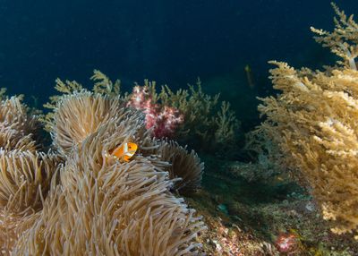 View of coral in sea