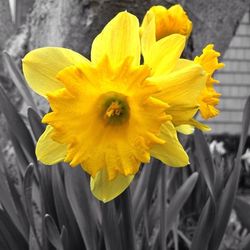 Close-up of yellow flower