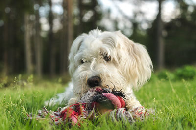 Dog with toy relaxing on grassy field