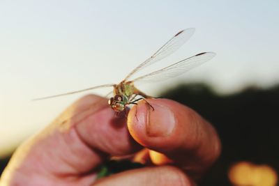 Close-up of insect on hand