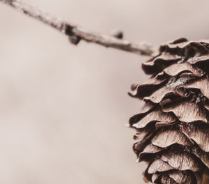 Close-up of flower buds against blurred background