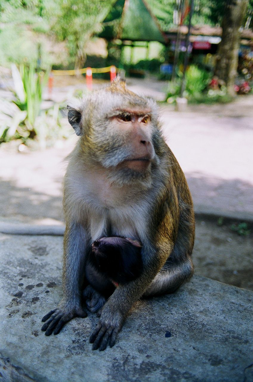 CLOSE-UP OF MONKEY SITTING ON STONE WALL