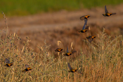 Bird flying over a field