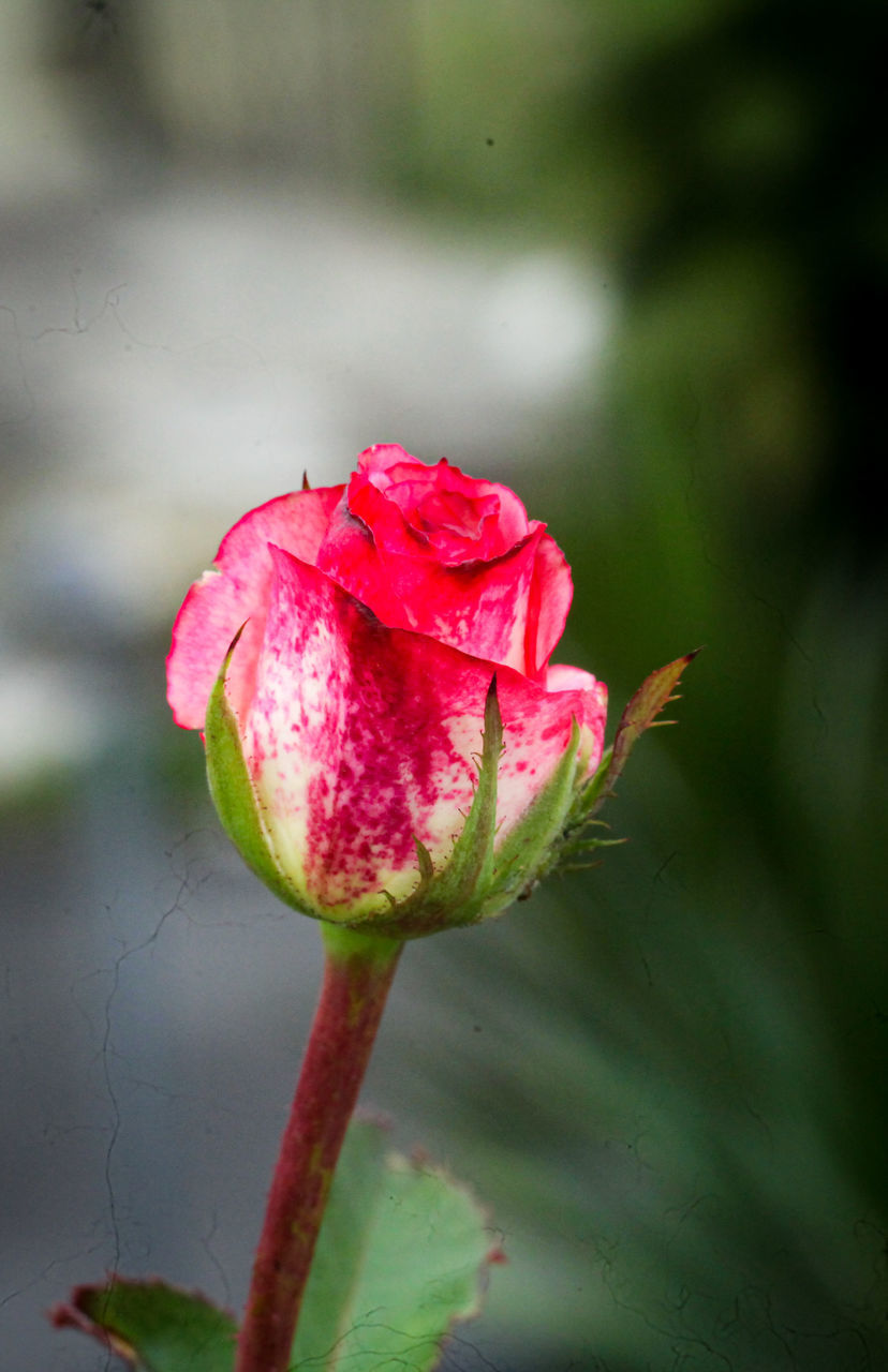 CLOSE-UP OF PINK ROSE