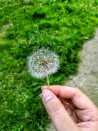 Close-up of hand holding dandelion on field