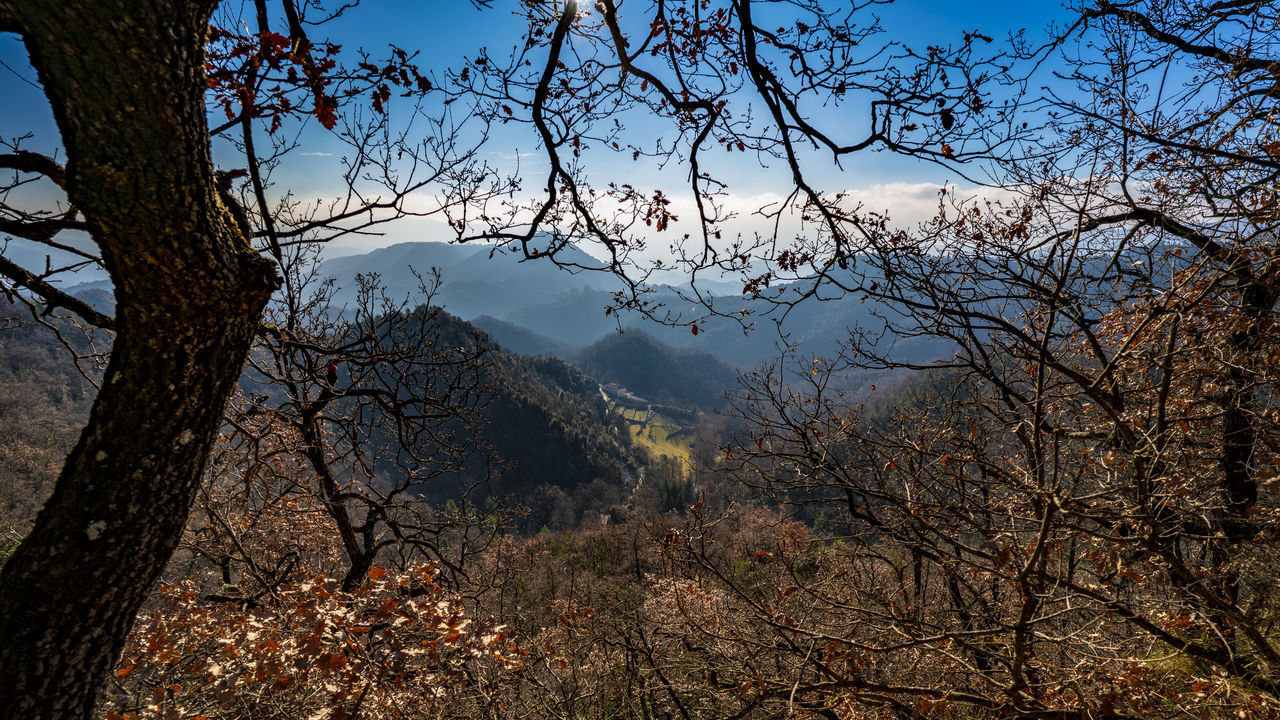 SCENIC VIEW OF BARE TREES IN FOREST