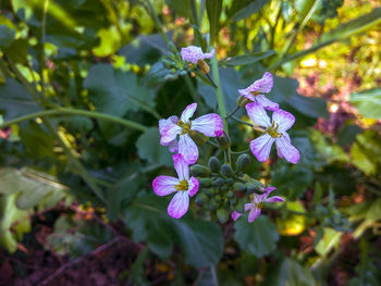 Close-up of purple flowering plant