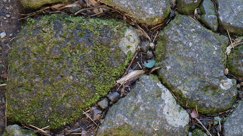 High angle view of lizard on rock